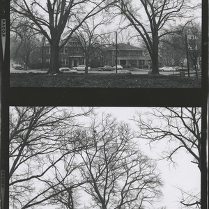 Trees on Hillsborough Street