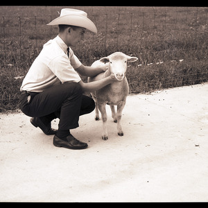 4-H Sheep Judging, 1965