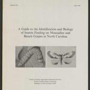 A Guide to the Identification and Biology of Insects Feeding on Muscadine and Bunch Grapes in North Carolina (Bulletin 470), Apr. 1985