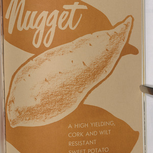Nugget: A high yielding cork and wilt resistant sweet potato (North Carolina Agricultural Experiment Station Bulletin No. 415)