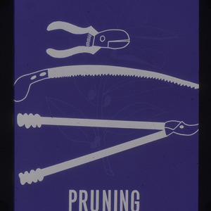 Pruning Shrubs, undated