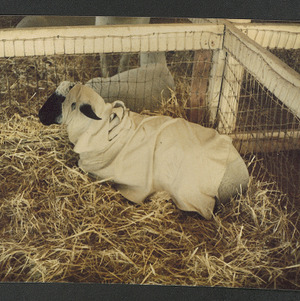 State Fair Photographs, undated
