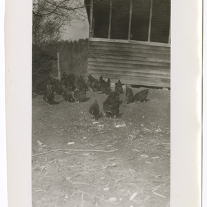 Untitled Photographs, circa 1944-1945