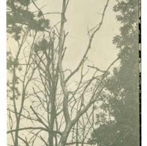 Oak wilt in North Carolina (Extension Folder No. 98)
