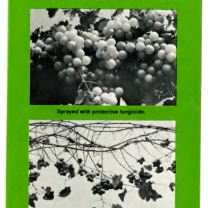 Symptoms of muscadine grape diseases in North Carolina (Extension Folder No. 316)