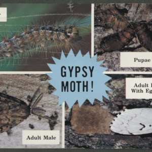 The gypsy moth (CD-18, Reprint)